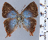  ( - HNHM-NEOLYC-F08)  @11 [ ] by-nc-sa (2025) Zsolt Balint Hungarian Natural History Museum