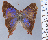  (Penaincisalia ludovica - HNHM-NEOLYC-F09)  @11 [ ] by-nc-sa (2025) Zsolt Balint Hungarian Natural History Museum