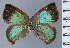  ( - HNHM-NEOLYC-G02)  @11 [ ] by-nc-sa (2025) Zsolt Balint Hungarian Natural History Museum