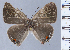  (Strymon auyana - HNHM-NEOLYC-G04)  @11 [ ] by-nc-sa (2025) Zsolt Balint Hungarian Natural History Museum