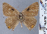  ( - HNHM-NEOLYC-G06)  @11 [ ] by-nc-sa (2025) Zsolt Balint Hungarian Natural History Museum