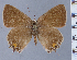  ( - HNHM-NEOLYC-G07)  @11 [ ] by-nc-sa (2025) Zsolt Balint Hungarian Natural History Museum