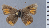  (Strymon coquimbo - HNHM-NEOLYC-G08)  @11 [ ] by-nc-sa (2025) Zsolt Balint Hungarian Natural History Museum