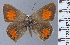  (Strymon bicolor - HNHM-NEOLYC-G09)  @11 [ ] by-nc-sa (2025) Zsolt Balint Hungarian Natural History Museum