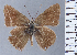  (Strymon nivea - HNHM-NEOLYC-G10)  @11 [ ] by-nc-sa (2025) Zsolt Balint Hungarian Natural History Museum