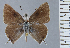  (Strymon toussanti - HNHM-NEOLYC-G11)  @11 [ ] by-nc-sa (2025) Zsolt Balint Hungarian Natural History Museum