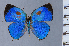  ( - HNHM-NEOLYC-H02)  @11 [ ] by-nc-sa (2025) Zsolt Balint Hungarian Natural History Museum