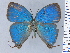  (Theritas gozmanyi - HNHM-NEOLYC-H05)  @11 [ ] by-nc-sa (2025) Zsolt Balint Hungarian Natural History Museum