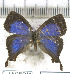  ( - JFDA-334)  @11 [ ] by-nc-sa (2022) Jean F. Le Crom Unspecified