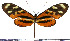  (Mechanitis polymnia isthmia - JFDA0427)  @11 [ ] by-nc-sa (2024) Jean F. Le Crom Jean F. Le Crom