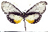  (Hyalyris - JFDA0432)  @11 [ ] by-nc-sa (2024) Jean F. Le Crom Jean F. Le Crom