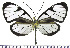  (Ithomia diasia - JFDA0438)  @11 [ ] by-nc-sa (2024) Jean F. Le Crom Jean F. Le Crom