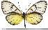  (Hyalenna - JFDA0459)  @11 [ ] by-nc-sa (2024) Jean F. Le Crom Jean F. Le Crom