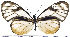  (Hypoleria vanilia - JFDA0470)  @11 [ ] by-nc-sa (2024) Jean F. Le Crom Jean F. Le Crom