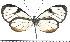  (Pseudoscada lavinia - JFDA0474)  @11 [ ] by-nc-sa (2024) Jean F. Le Crom Jean F. Le Crom