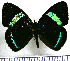  (Diaethria nystographa - JFDA0477)  @11 [ ] by-nc-sa (2024) Jean F. Le Crom Jean F. Le Crom