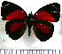  (Catagramma pyracmon - JFDA0483)  @11 [ ] by-nc-sa (2024) Jean F. Le Crom Jean F. Le Crom