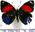  (Catagramma hystaspes - JFDA0488)  @11 [ ] by-nc-sa (2024) Jean F. Le Crom Jean F. Le Crom