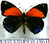  (Catagramma eunomia - JFDA0491)  @11 [ ] by-nc-sa (2024) Jean F. Le Crom Jean F. Le Crom