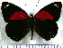 (Catagramma - JFDA0496)  @11 [ ] by-nc-sa (2024) Jean F. Le Crom Jean F. Le Crom
