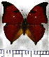  ( - JFDA0538)  @11 [ ] by-nc-sa (2024) Jean F. Le Crom Jean F. Le Crom