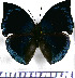  ( - JFDA0589)  @11 [ ] by-nc-sa (2024) Jean F. Le Crom Jean F. Le Crom
