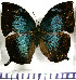  (Memphis cleomestra ada - JFDA0590)  @11 [ ] by-nc-sa (2024) Jean F. Le Crom Jean F. Le Crom
