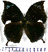  ( - JFDA0630)  @11 [ ] by-nc-sa (2024) Jean F. Le Crom Jean F. Le Crom