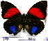  (Agrias amydon - JFDA0696)  @11 [ ] by-nc-sa (2024) Jean F. Le Crom Jean F. Le Crom