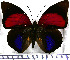  (Agrias aedon - JFDA0698)  @11 [ ] by-nc-sa (2024) Jean F. Le Crom Jean F. Le Crom