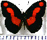  (Catonephele antinoe - JFDA0729)  @11 [ ] by-nc-sa (2024) Jean F. Le Crom Jean F. Le Crom