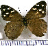  (Eunica macris - JFDA0737)  @11 [ ] by-nc-sa (2024) Jean F. Le Crom Jean F. Le Crom