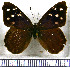  (Eunica tatila - JFDA0740)  @11 [ ] by-nc-sa (2024) Jean F. Le Crom Jean F. Le Crom