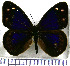  (Eunica violetta - JFDA0742)  @11 [ ] by-nc-sa (2024) Jean F. Le Crom Jean F. Le Crom