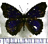  (Eunicini - JFDA0748)  @11 [ ] by-nc-sa (2024) Jean F. Le Crom Jean F. Le Crom