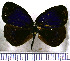  ( - JFDA0749)  @11 [ ] by-nc-sa (2024) Jean F. Le Crom Jean F. Le Crom