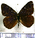  (Eunica pusilla - JFDA0751)  @11 [ ] by-nc-sa (2024) Jean F. Le Crom Jean F. Le Crom