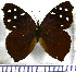  (Eunica cuvierii - JFDA0762)  @11 [ ] by-nc-sa (2024) Jean F. Le Crom Jean F. Le Crom