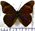  (Eunica brunnea - JFDA0763)  @11 [ ] by-nc-sa (2024) Jean F. Le Crom Jean F. Le Crom
