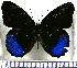  ( - JFDA0764)  @11 [ ] by-nc-sa (2024) Jean F. Le Crom Jean F. Le Crom