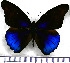  (Eunica araucana - JFDA0777)  @11 [ ] by-nc-sa (2024) Jean F. Le Crom Jean F. Le Crom