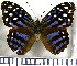  (Myscelia leucocyana - JFDA0781)  @11 [ ] by-nc-sa (2024) Jean F. Le Crom Jean F. Le Crom