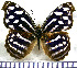  (Myscelia cyaniris albescens - JFDA0784)  @11 [ ] by-nc-sa (2024) Jean F. Le Crom Jean F. Le Crom