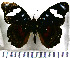  (Myscelia capenas - JFDA0785)  @11 [ ] by-nc-sa (2024) Jean F. Le Crom Jean F. Le Crom