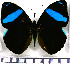  (Nessaea regina - JFDA0789)  @11 [ ] by-nc-sa (2024) Jean F. Le Crom Jean F. Le Crom