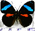  (Nessaea thalia - JFDA0790)  @11 [ ] by-nc-sa (2024) Jean F. Le Crom Jean F. Le Crom