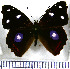  ( - JFDA0791)  @11 [ ] by-nc-sa (2024) Jean F. Le Crom Jean F. Le Crom