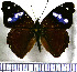  ( - JFDA0794)  @11 [ ] by-nc-sa (2024) Jean F. Le Crom Jean F. Le Crom