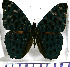  (Hamadryas albicornis - JFDA0808)  @11 [ ] by-nc-sa (2024) Jean F. Le Crom Jean F. Le Crom