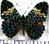  (Hamadryas arinome arienis - JFDA0816)  @11 [ ] by-nc-sa (2024) Jean F. Le Crom Jean F. Le Crom